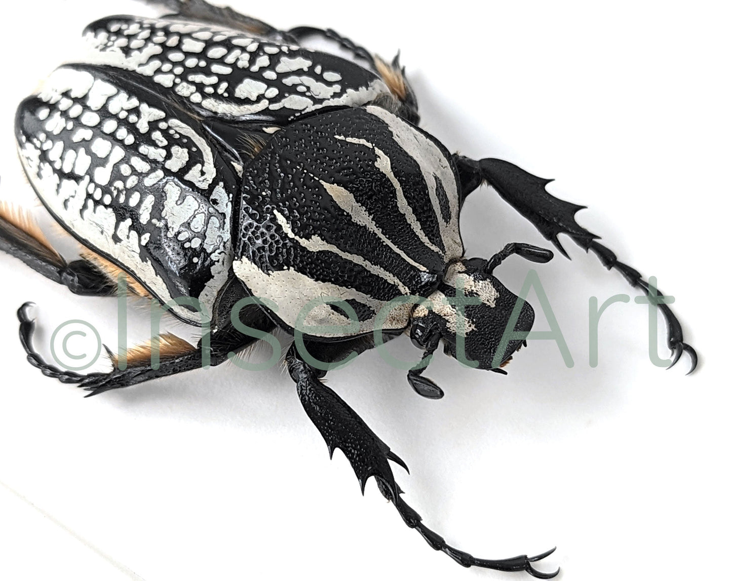 Real framed beetle, Goliathus orientalis male insect in picture