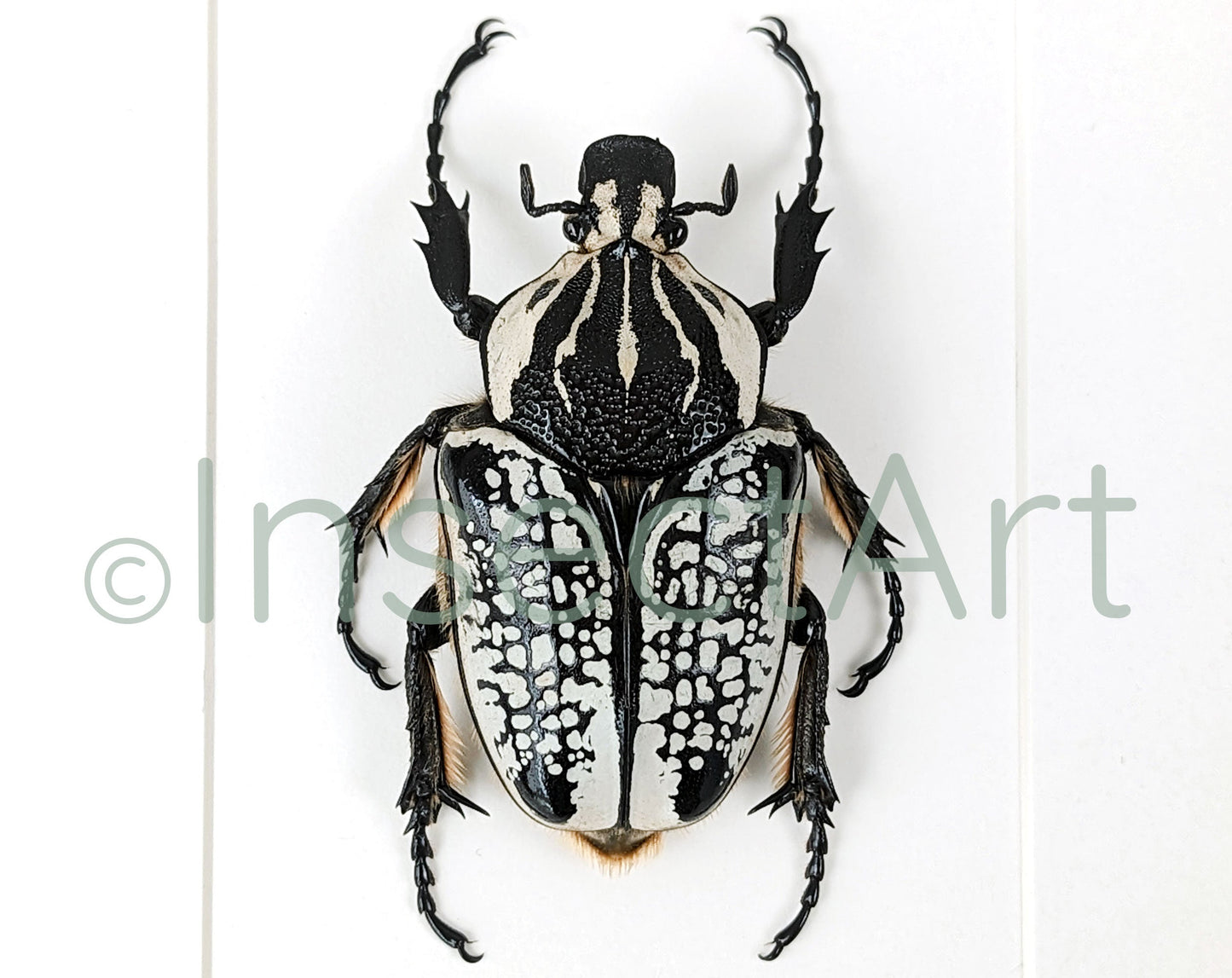Real framed beetle, Goliathus orientalis male insect in picture