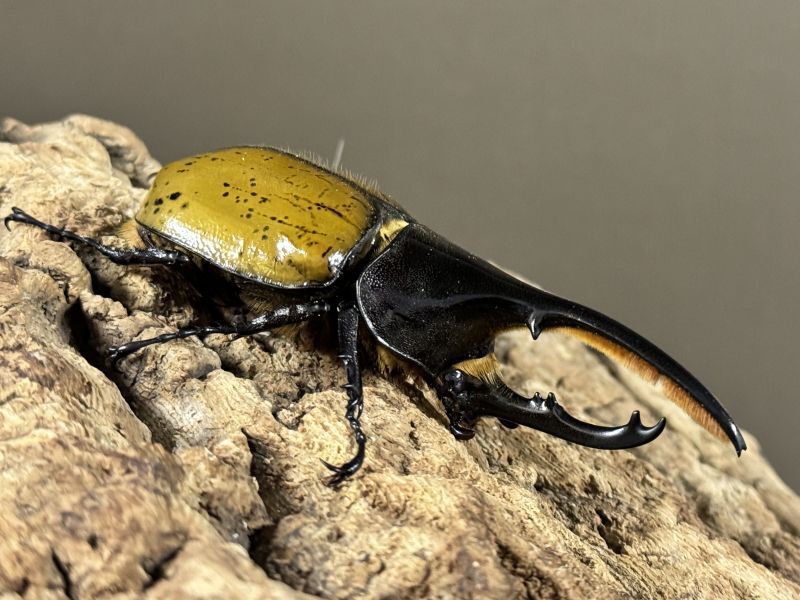 D・ヘラクレス・モリシマイ 112/61 ペア - INSECT SHOP 美咲