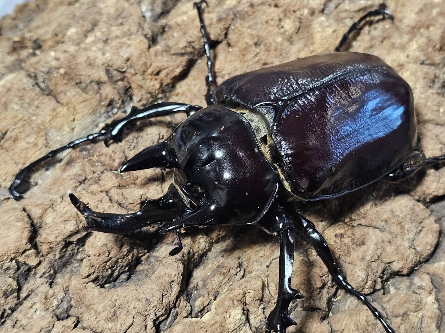 ヴァズデメロゾウカブト 107/78 成虫ペア - INSECT SHOP 美咲