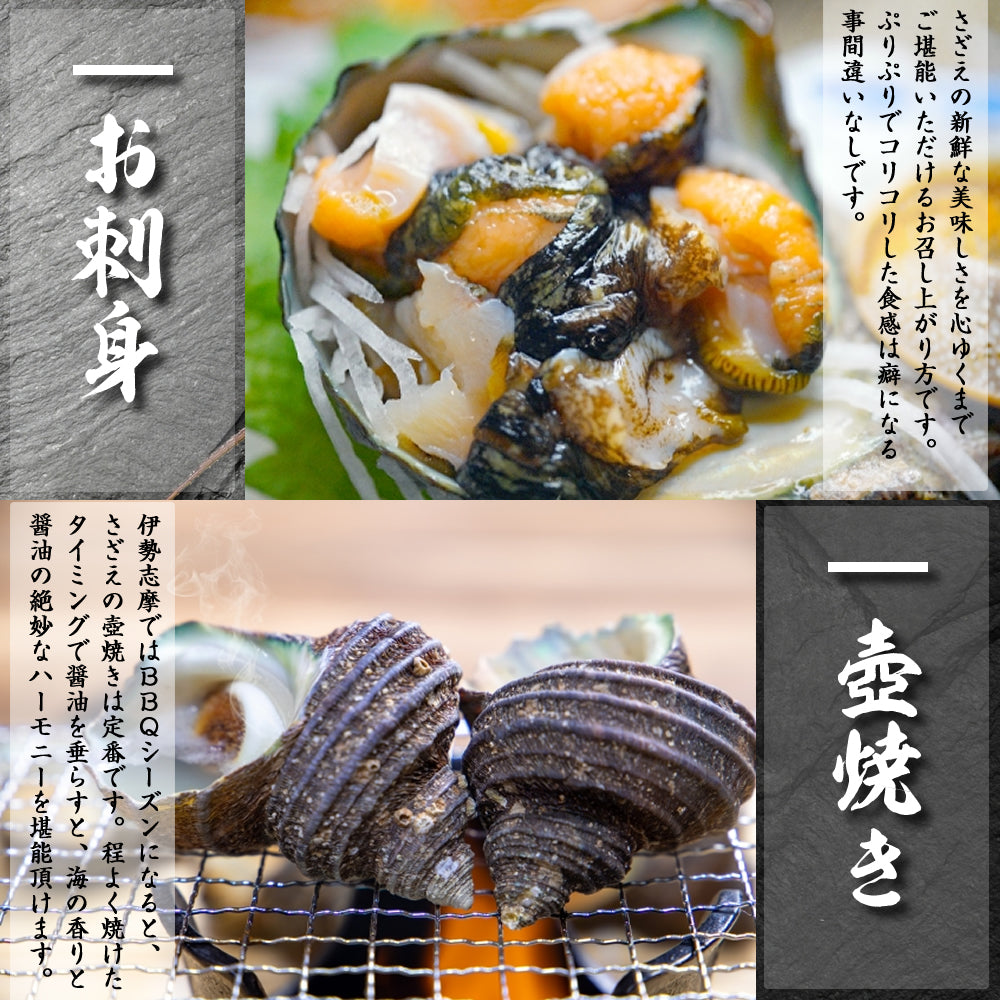 さざえ サザエ 活《15個セット》 三重県 伊勢志摩産 産地直送 天然 活