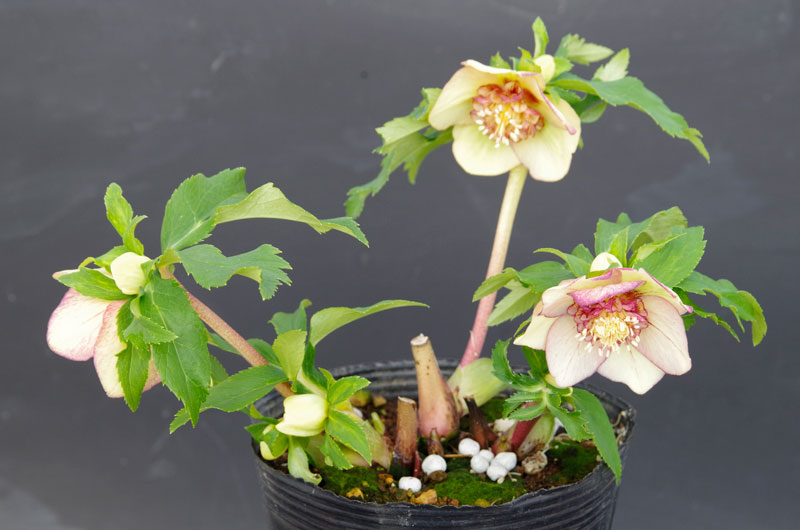 2019年2月1日 クリスマスローズ販売ゴールド系交配入荷。その2。 野田