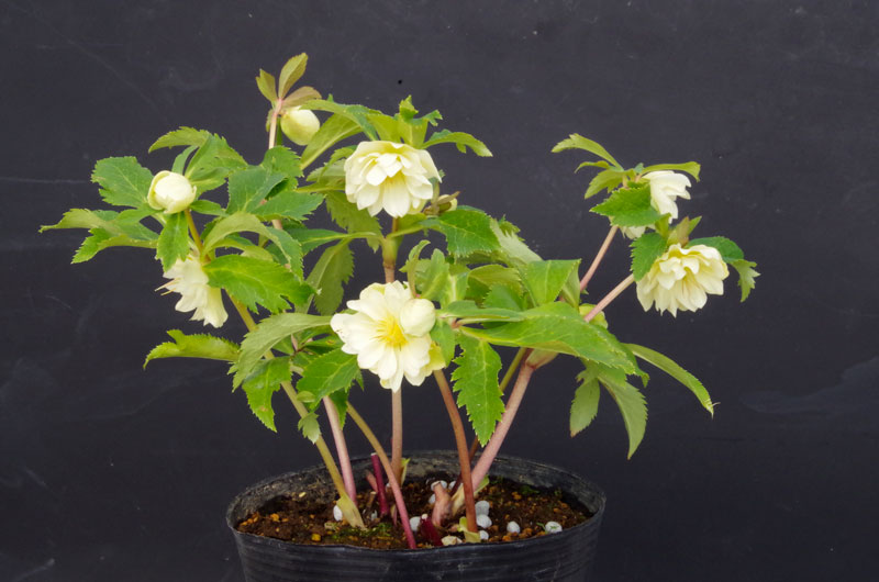 2019年2月1日 クリスマスローズ販売ゴールド系交配入荷。その2。 野田