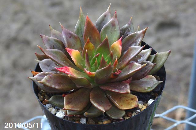 山野草の石田精華園 / エケベリア原種 アフィニス 「古紫」 4号(12cm