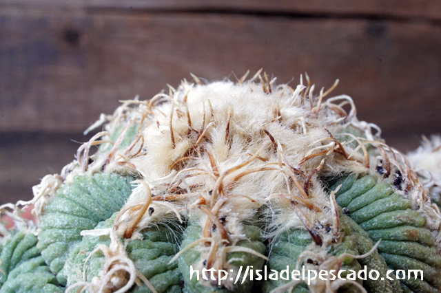 isla del pescado - Aztekium ritteri-アズテキウム・リッテリ（花籠）