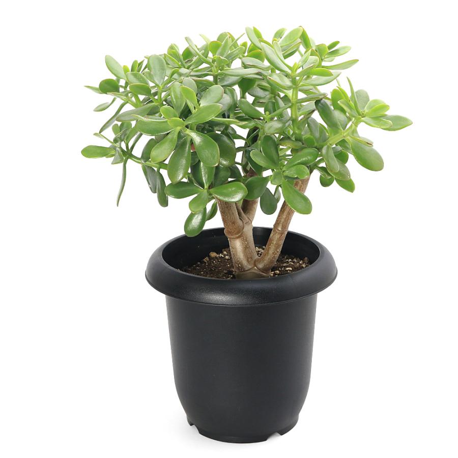 多肉植物）クラッスラ 花月（金のなる木） 8号（1鉢） : チャーム