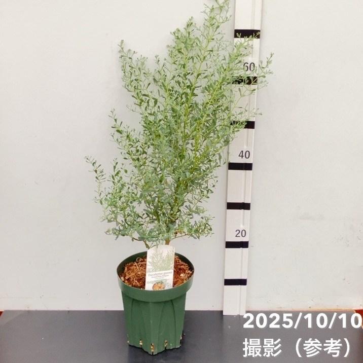 ユーカリグニー フランスブルー レンガン 6号 PVP｜花木04-PA : 赤塚