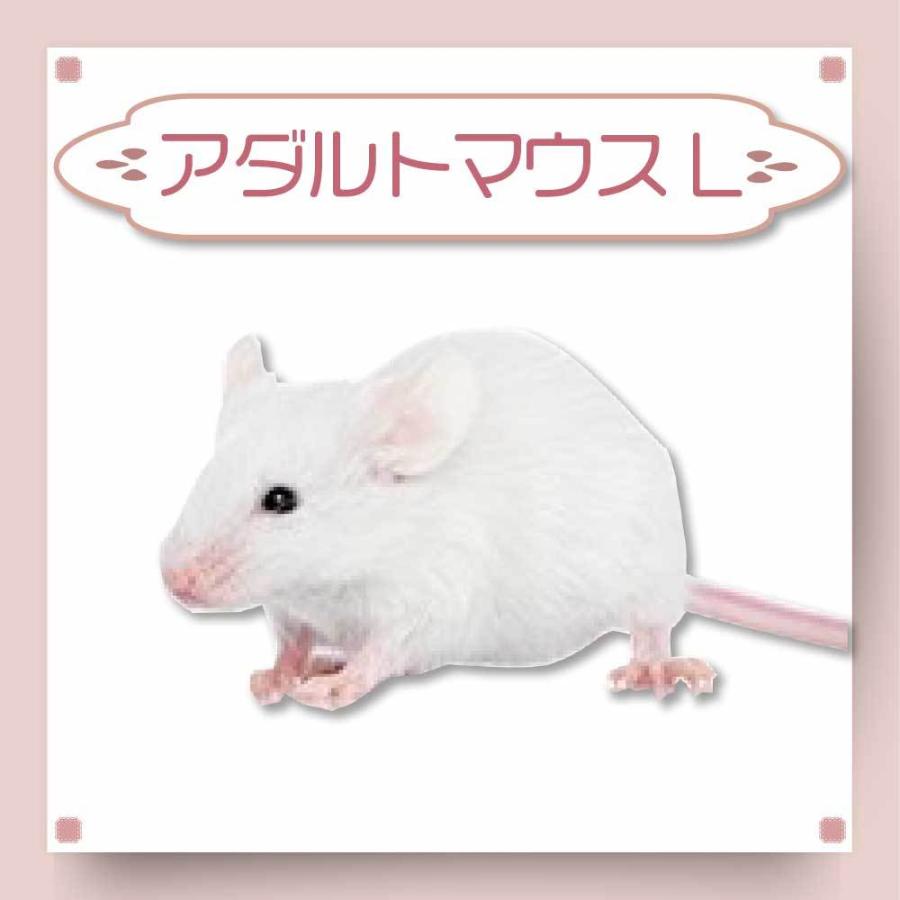 冷凍 マウス 餌 エサ 100匹 アダルトマウス L フクロウ 猛禽類 爬虫類