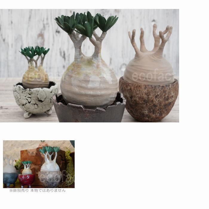 フェイクグリーン 3D フィギュア グラキリス パキポディウム リアル