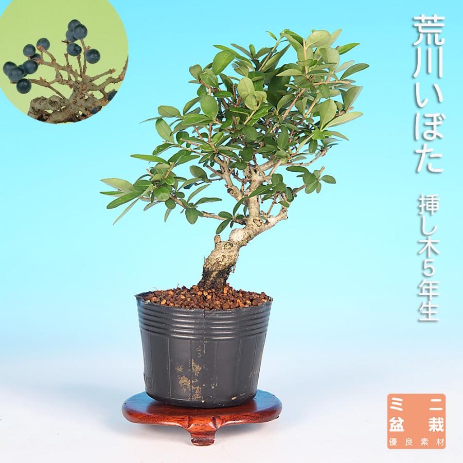 盆栽 荒皮いぼた イボタ 水蝋 小品盆栽 ミニ盆栽 盆栽素材 苗木 実物
