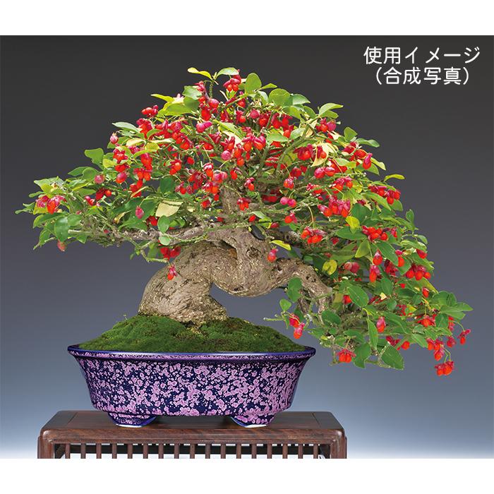 盆栽鉢 植木鉢 「平安泉山紫結晶楕円鉢」 山草鉢 色鉢 清水焼 京焼