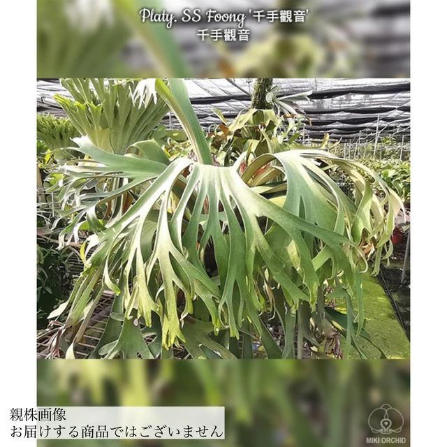 現品) ビカクシダ 'SS Foong' (TC) (No.40688) (コウモリラン 観葉植物
