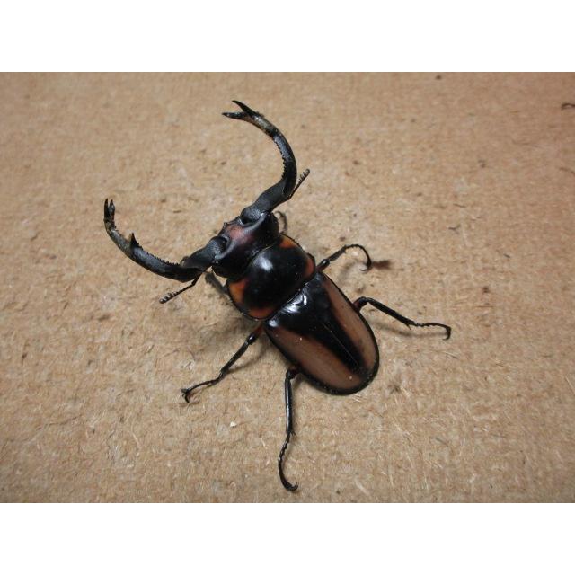 大型】スペキオススシカクワガタ ♂63mm ♀34mmペア（ブリード