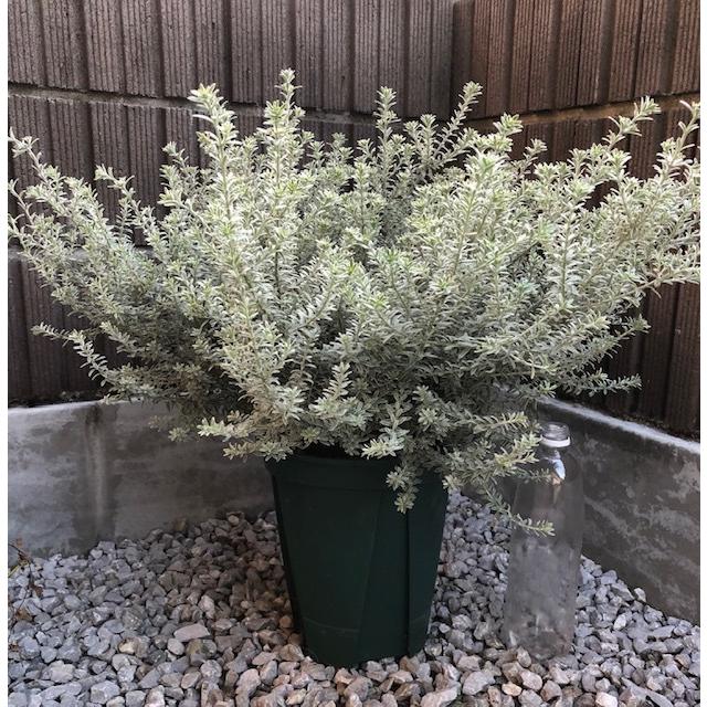 ウエストリンギア 斑入り ウエストリンギアスモーキーホワイト 8号 鉢