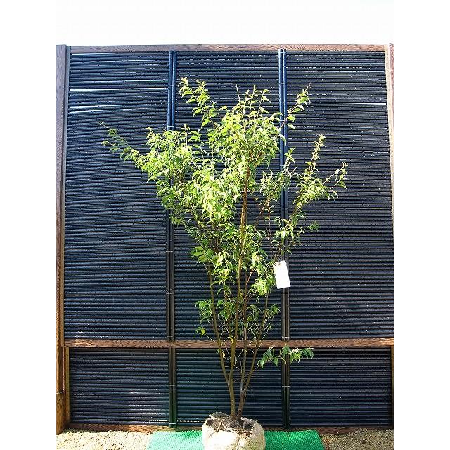 ハイノキ 株立 樹高1.8m前後 露地苗 シンボルツリー 常緑樹 : ガーデン