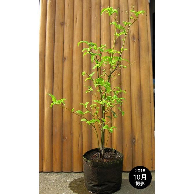 クロモジ（黒文字）樹高1.5m前後 露地苗 低木 落葉樹 : ガーデンタウン