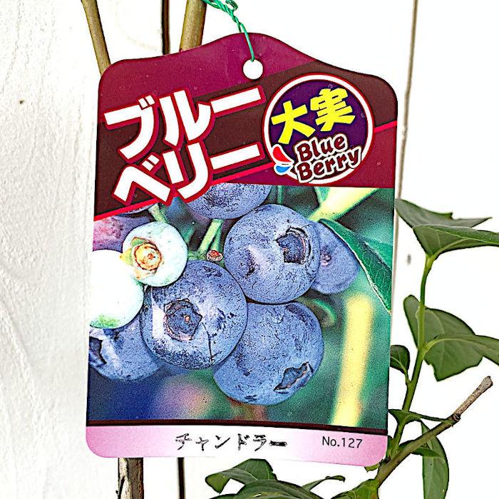 ブルーベリー 苗木 チャンドラー 13.5cmポット苗 3年生苗 ノーザンハイ