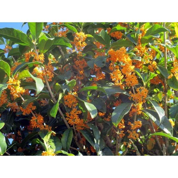 キンモクセイ 金木犀 樹高1.7m前後(根鉢含まず) 苗木 苗 シンボル