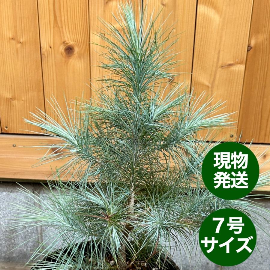 希少・現品】マルチネス・ピニョン松 5号 ワイルド樹形 希少・現品