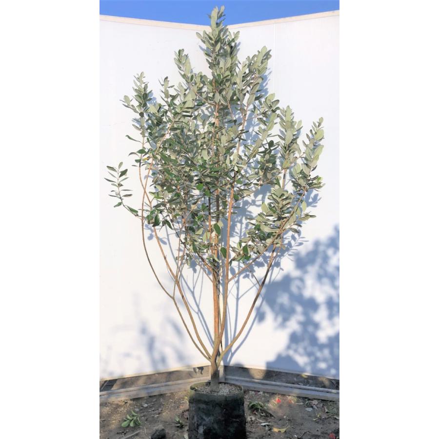 フェイジョア 約2m 現品発送 美樹形株 特大植木苗木 常緑樹 送料無料