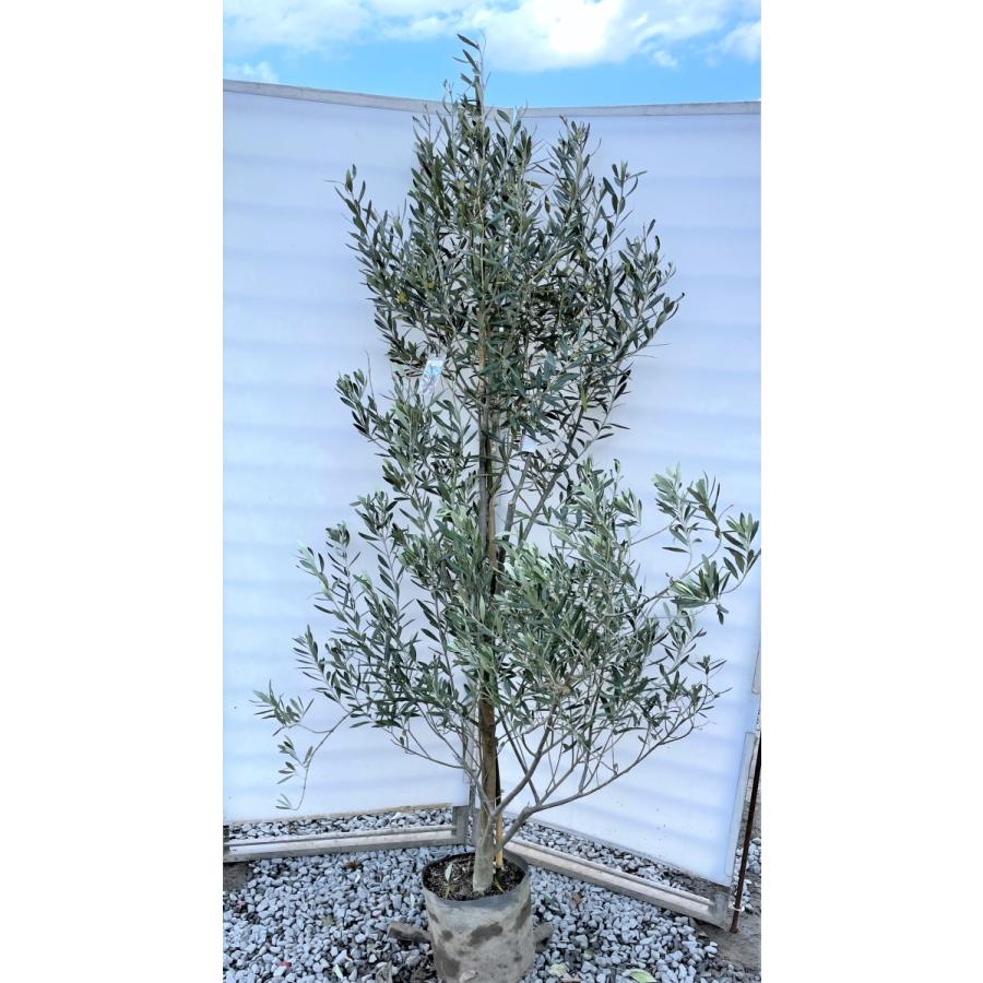 オリーブの木 シプレッシーノ 約2m 現品発送 美樹形株 特大株 植木