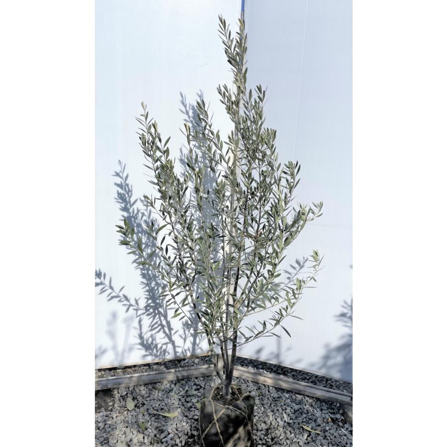 オリーブの木 シプレッシーノ 株立ち 約1.7m 現品発送 特大株 植木苗木