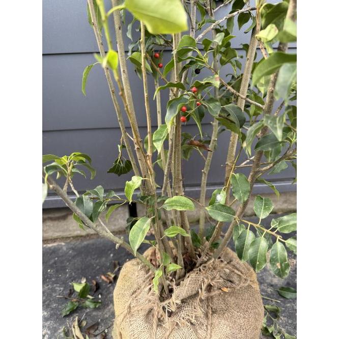 ソヨゴの木 8本株立ち 約1.7m 現品発送 一点物 豪華株 特大株 植木