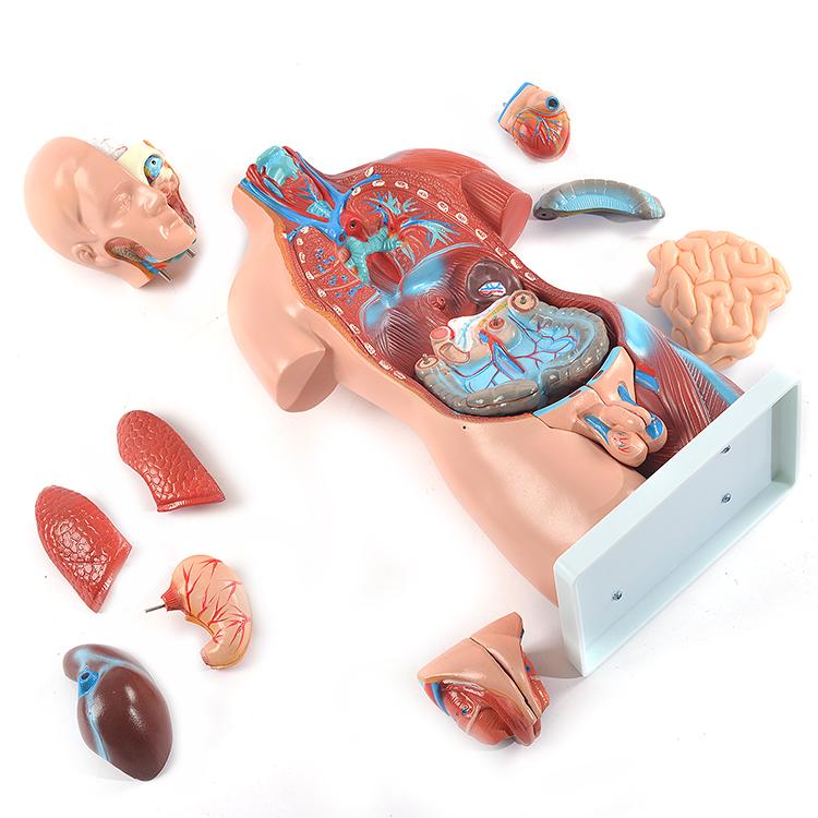 ユニセックス人体模型GX-205 お腹の見える人体模型46cm 23パーツ