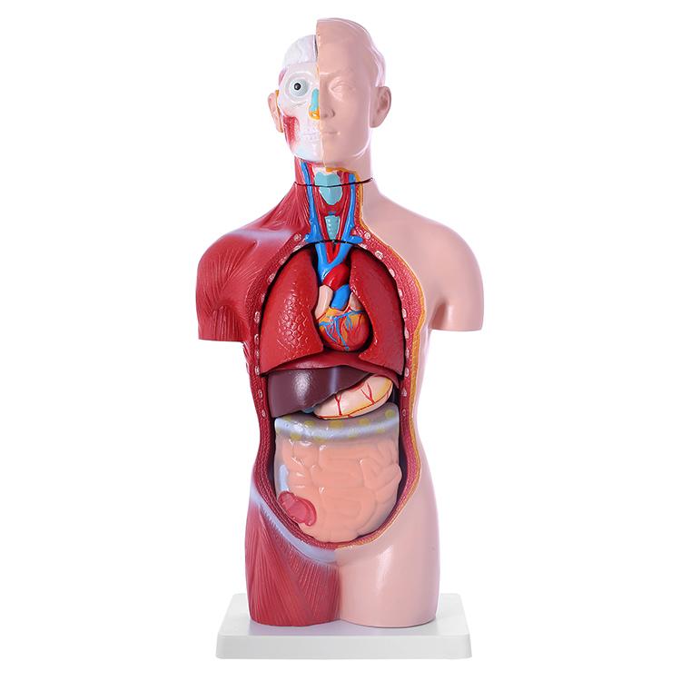 人体模型GX-207 お腹も背中も見える内臓模型45cm 17パーツ取り外し可