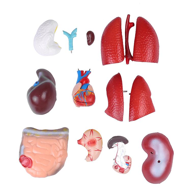 人体模型GX-207 お腹も背中も見える内臓模型45cm 17パーツ取り外し可