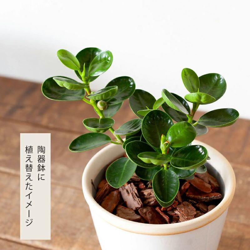 ガジュマル パンダガジュマル 観葉植物 コパンダガジュマル4号スリット