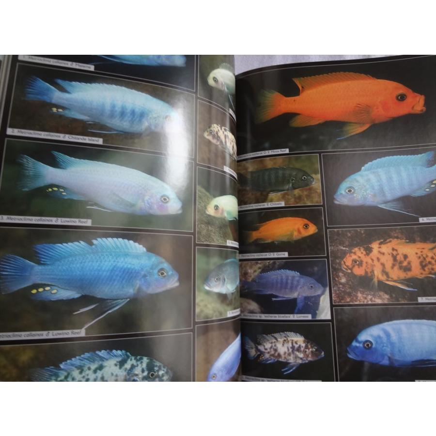 マラウイ シクリッド 洋書 Malawicichliden [6k] マラウイ シクリッド