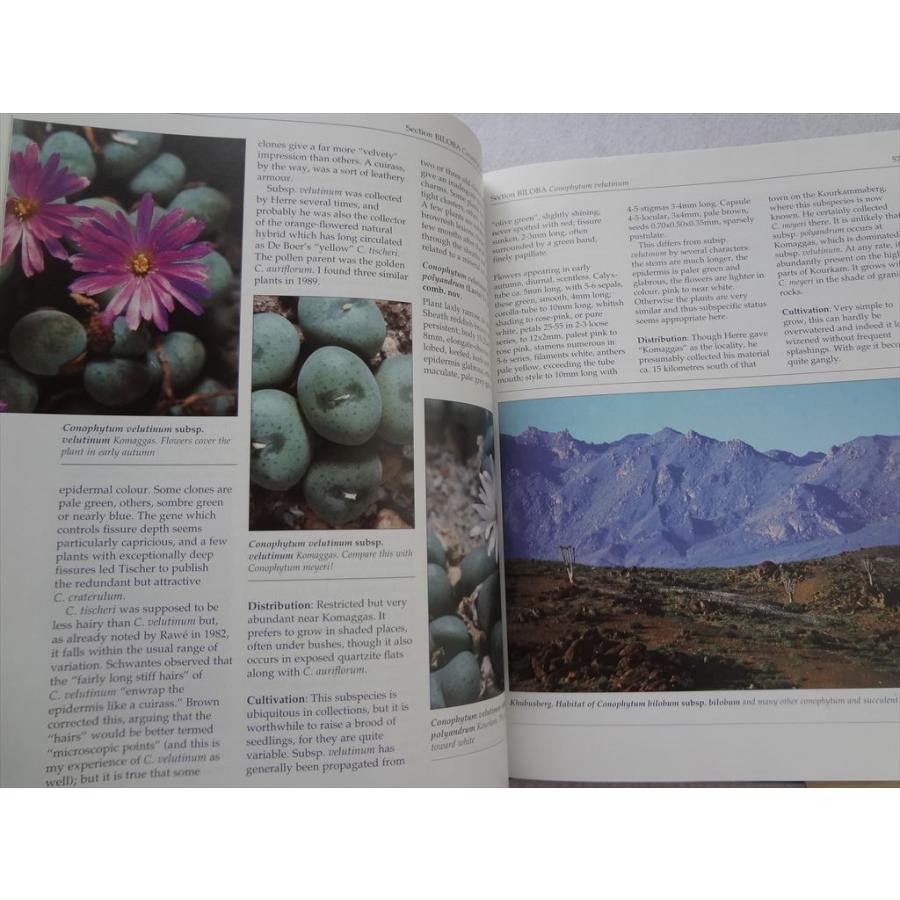 多肉植物 洋書 Genus Conophytum A Conograph Steven Hammer