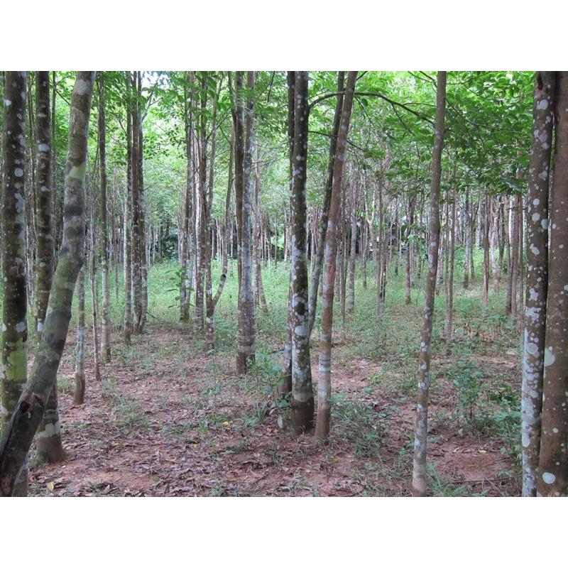 ベトナム産高級栽培沈香【中高ランク】5g量り売り サンプル 沈香 沈水