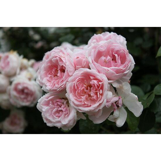 バラ苗 シンデレラ オールドローズの四季咲き品種です。黒星病に強い