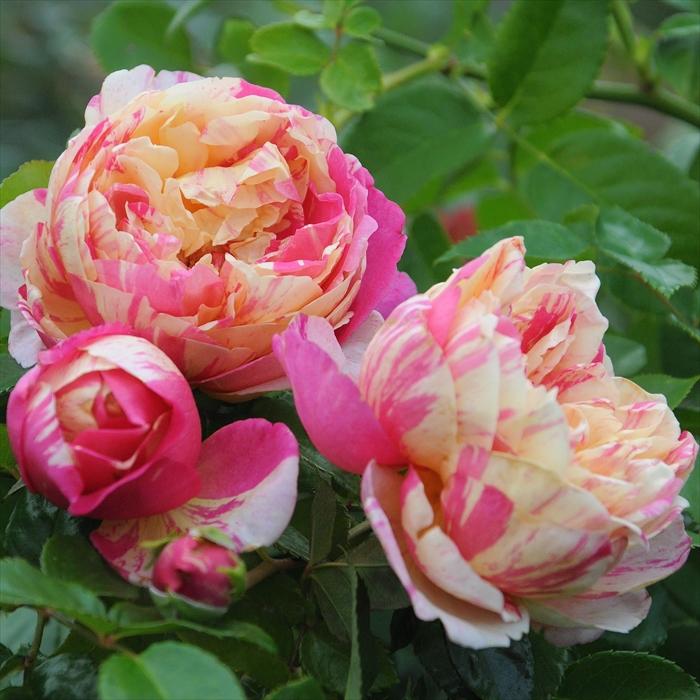 予約販売 バラ苗 バラ大苗 デルバール エドゥアールマネ 登録品種