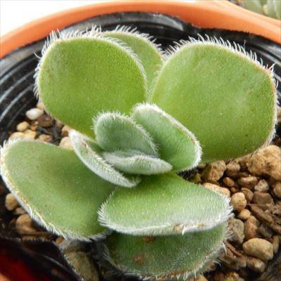 多肉植物 oriクラッスラ フェルグソニアエ クラッスラ 6cmポット