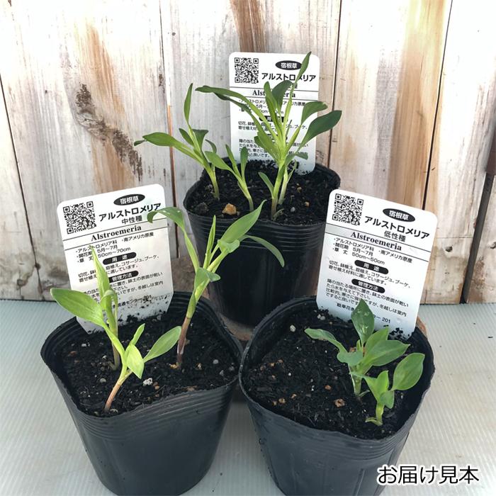 日本花キ流通 予約販売 アルストロメリア 苗 ムラサキノ 10.5cmポット