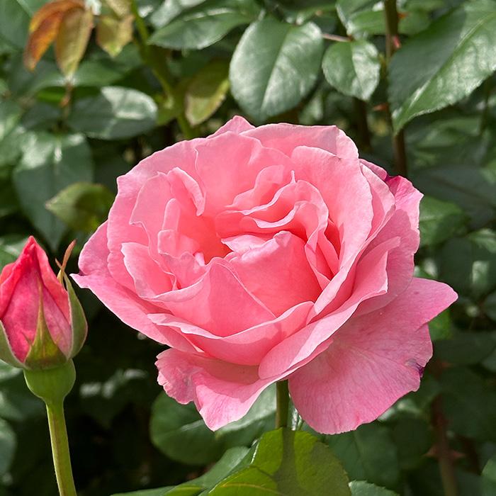 日本花キ流通 予約販売 バラ苗 バラ大苗 大輪 クイーンエリザベス