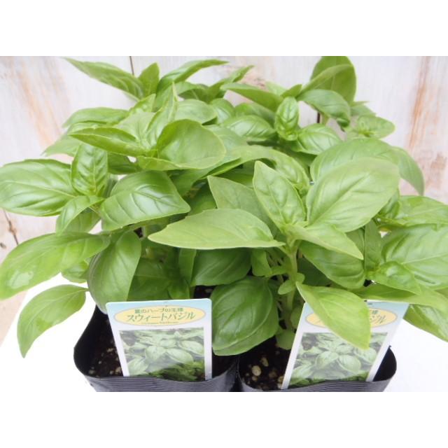 日本花キ流通 予約販売 スイートバジル 苗 4個セット 9cmポット