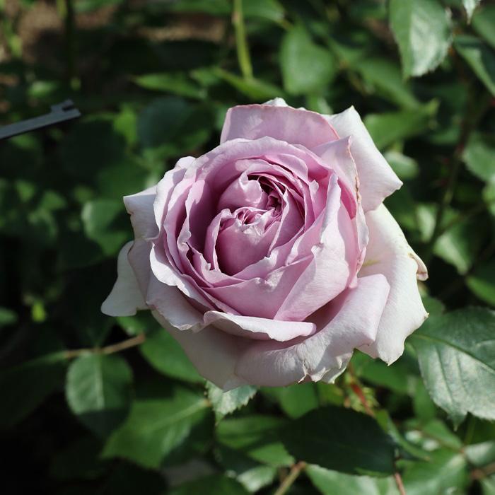 予約販売 バラ苗 バラ大苗 ロサ オリエンティス リラ 品種登録出願中