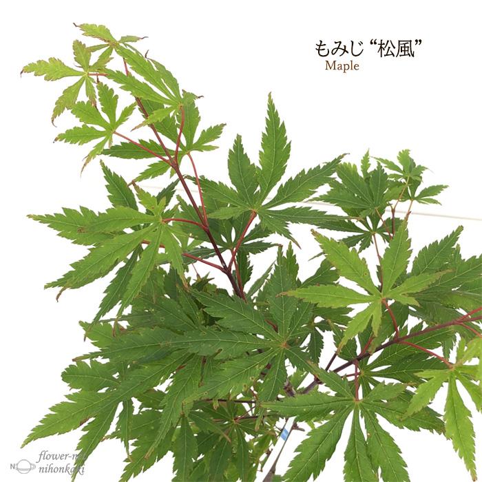 日本花キ流通 予約販売 もみじ 松風 12cmポット 接木苗 紅葉 モミジ