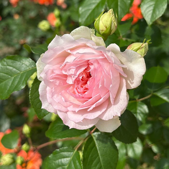 予約販売 バラ苗 バラ大苗 ロサ オリエンティス フランシスバーネット