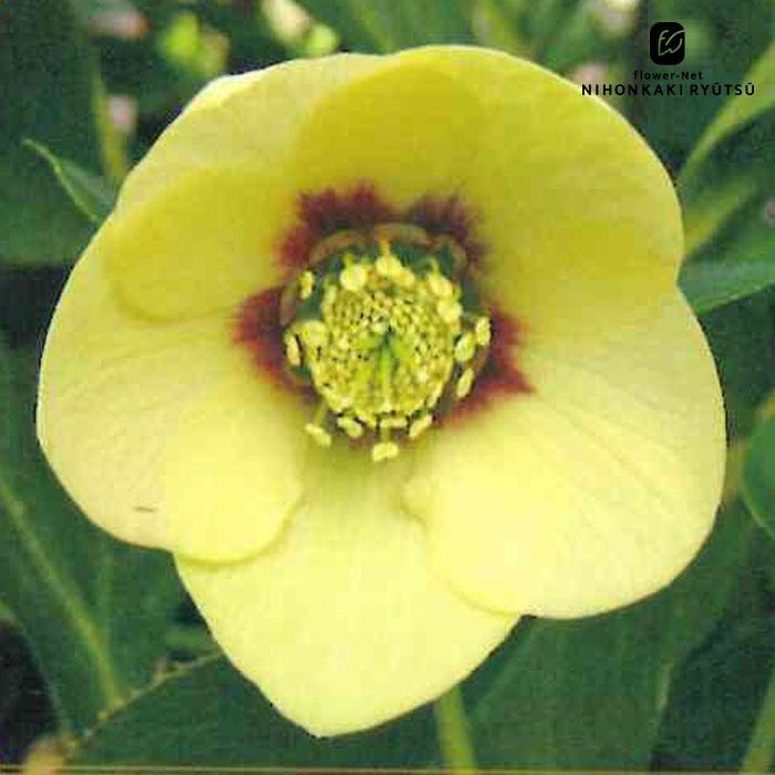 クリスマスローズ苗 シングル イエローフラッシュ 杉山交配 9cmポット