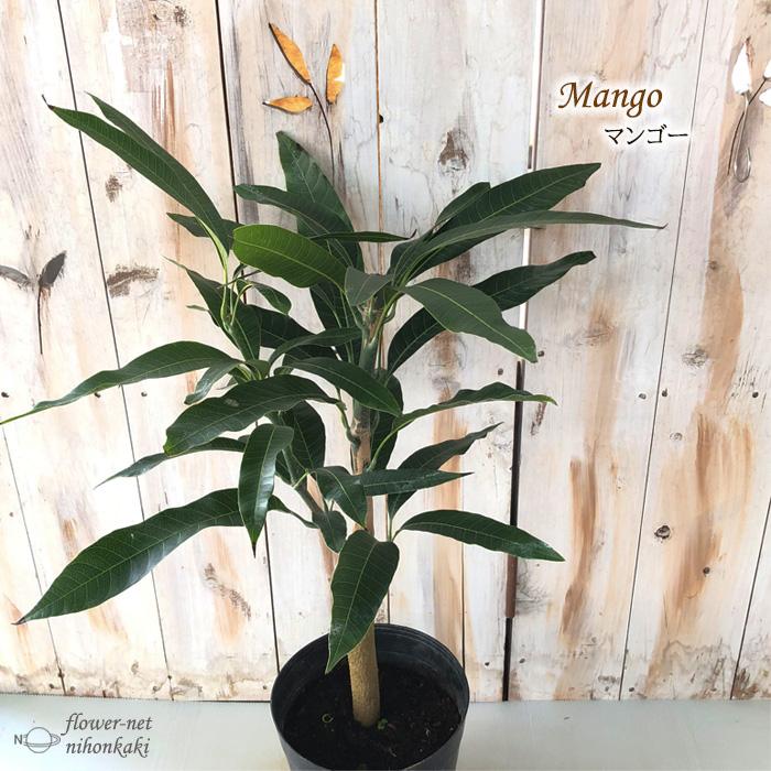 日本花キ流通 マンゴー 苗 紅龍 6号鉢 送料無料 アップルマンゴー 接木