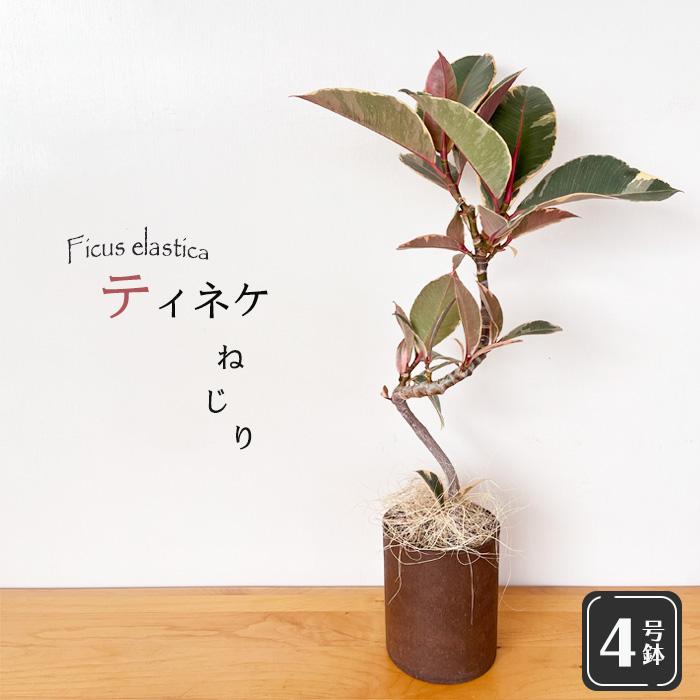 日本花キ流通 予約販売 観葉植物 フィカス ティネケ ねじり 4号鉢 送料