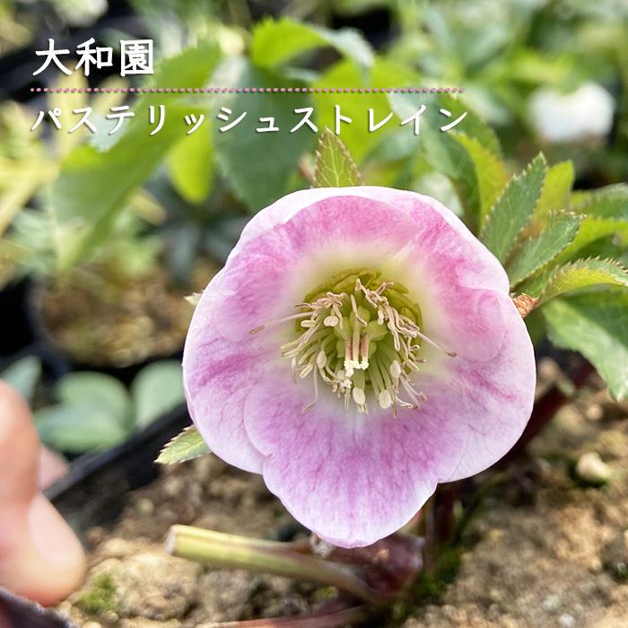 予約販売 クリスマスローズ 苗 パステリッシュストレイン 大和園さん