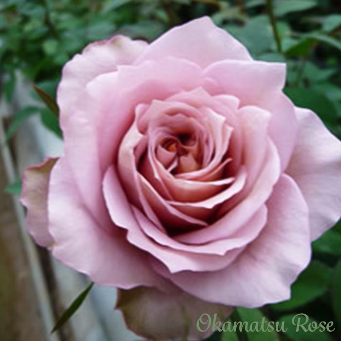 予約販売 バラ苗 バラ大苗 オッポセンター 契約品種 薔薇 ばら 送料