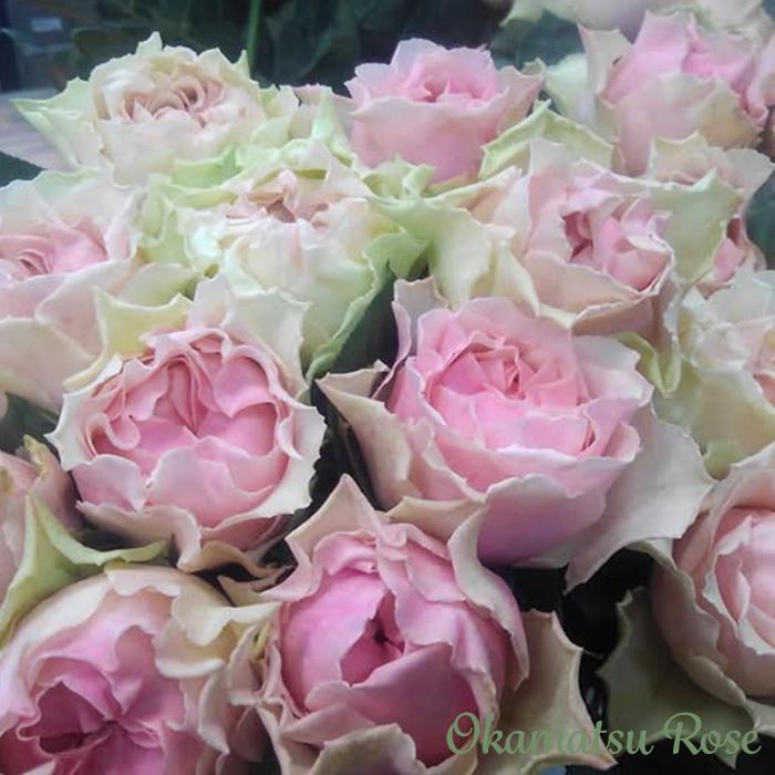 予約販売 バラ苗 バラ大苗 千重波 契約品種 薔薇 ばら 送料無料 国産苗