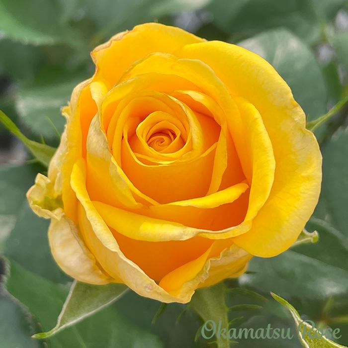 予約販売 バラ苗 バラ大苗 向日 契約品種 薔薇 ばら 送料無料 国産苗